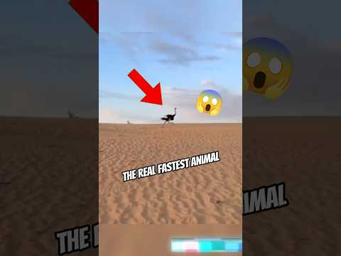 Fastest Animal on the World 😱🏎️ #pets #animals #speed