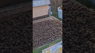 Bienen möchten den Honigraum. #bienenpatenschaft #Bienenmiete #imker #honig #biolandimker