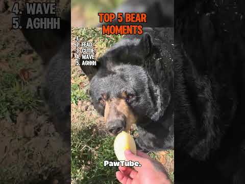 Craziest Bear Moments Caught on Camera🥹🐻 #funny #funnyanimals #entertaininganimals #bears