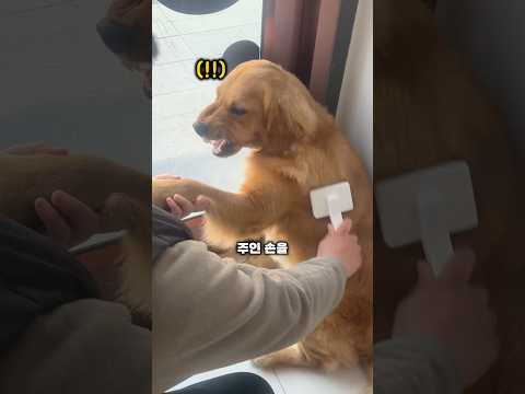 털빗기 싫어서 달려들던 댕댕이가 갑자기 공손해진 이유