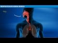 Human Respiratory System Concepts