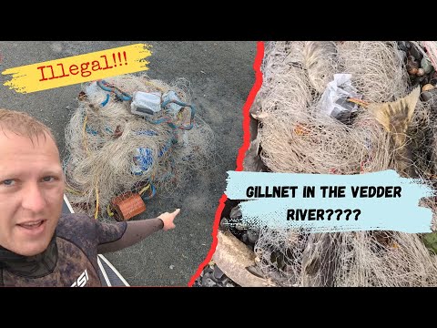 Illegal gillnetting in the Vedder River!!