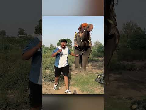 Do not make these mistakes in front of an elephant. #shorts #elephant