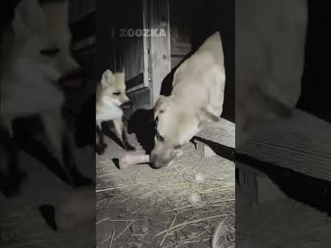 تستلم تسلم سلام 😂😂