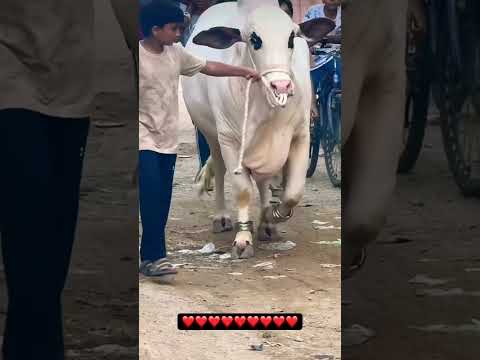 Wait for end #cow #cattleworld #viral #love #animals #fypシ゚viral #10m #explore #qurbanistatus