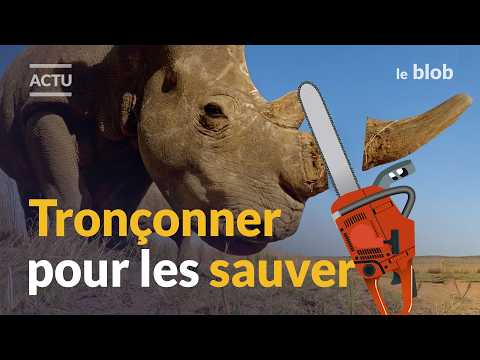Faut-il décorner tous les rhinocéros pour sauver l’espèce ? | Actu de science