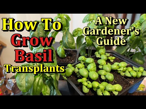 How to Easily Start & Grow Basil Indoors for Transplanting ( A New Gardener's Guide)