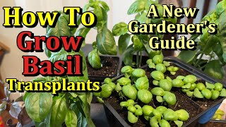 How to Easily Start & Grow Basil Indoors for Transplanting ( A New Gardener's Guide)