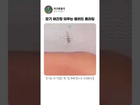 모기 애간장 태우는 블러드 플러팅