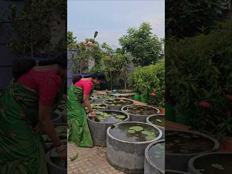 Water lillies plantation కలువలు #waterlily #mygarden #gardening #organicfarming #shorts #viralvideo
