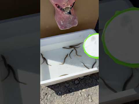 可愛らしい生き物を掬ったら元気に皿の上を動き回っていて心から癒された