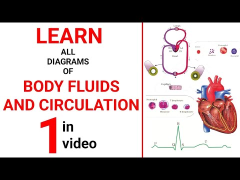 Body Fluids and Circulation Explained || NEET 2025 Biology || Class 11 NCERT Biology Dr Sharun