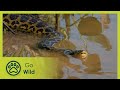 Pantanal Ecosystem and Wildlife Challenges