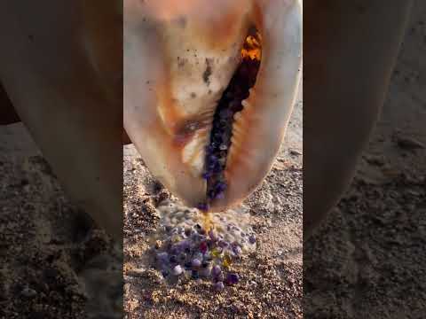 Gemstone Pearls Giant Shell Inside