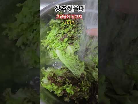 상추이렇게씻으면 기생충몸속으로