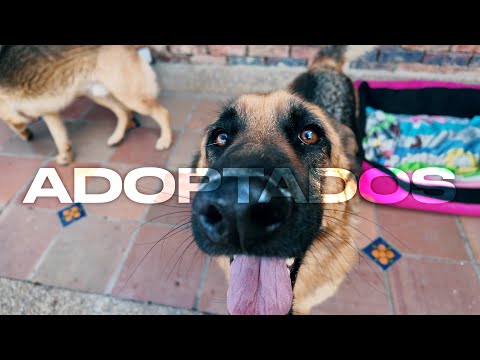 ADOPTAMOS 2 Perros GIGANTES - (Tenía que DECIRLO) #Díadeunmotero Vlog 04