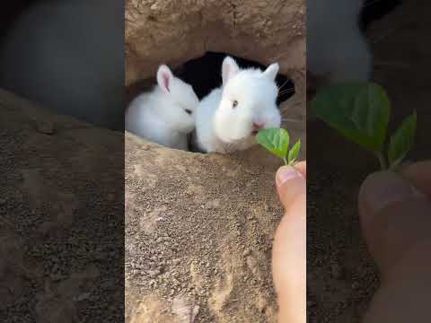 Pulling rabbit out of the hole Cute pet rabbit