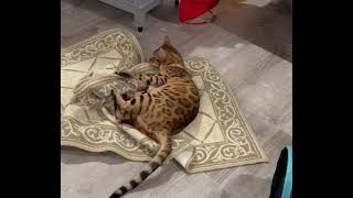 Bengal cat startled