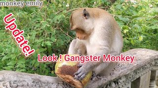 Gangster Monkey!