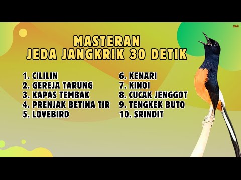 🔴 MASTERAN MURAI BATU MATERI TERBAIK JEDA JANGKRIK 30 DETIK || 836