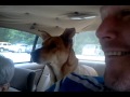 Understanding a Dog's Vet Visit