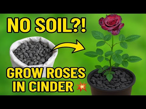 No Soil ? No Problem! Grow Roses in Cinder Easily 🌹💥