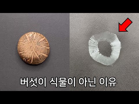 버섯을 검은 종이 위에 올려두면 놀라운 일이 일어납니다 ㄷㄷ