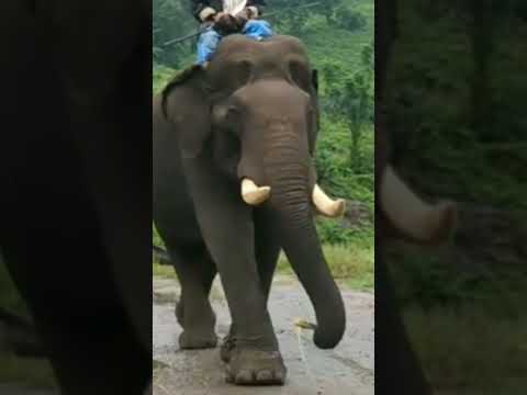 കുങ്കിയാനകൾ തമ്മിൽ ഏറ്റുമുട്ടി #elephants #trending #elephant #thrissurpooram #elephantattack