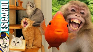 ANIMALITOS LOCOS Y DIVERTIDOS