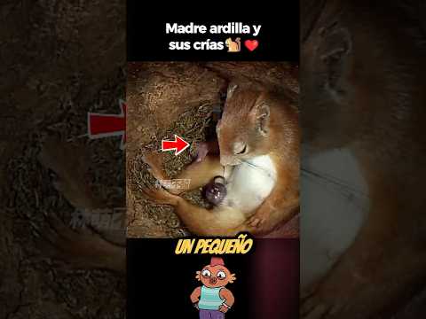 El sacrificio de una madre ardilla para criar a sus crías. 🐿️❤️