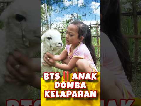 BTS‼️KASIH MINUM SUSU ANAK DOMBA YANG DITINGGAL IBUNYA