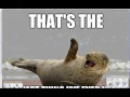 Walrus and Seal Adaptations