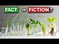 Regrowing Kitchen Scraps and Plants