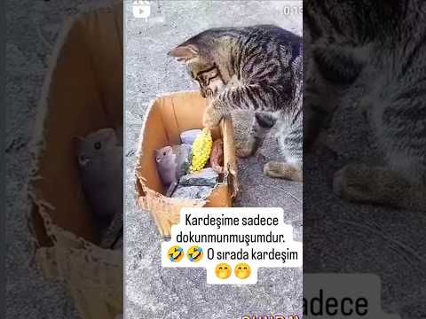 #komikkediler#subscribe #cat scares mouse #long #video #watch :)