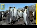 All-Black King Penguin Facts