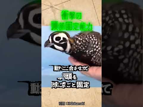 首振りダンス?いいえ、鳥の特殊能力です。