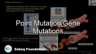 Point Mutation/Gene Mutations
