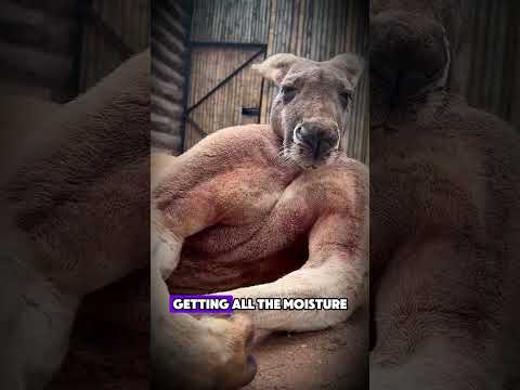Here are some animal facts that you will refuse to believe