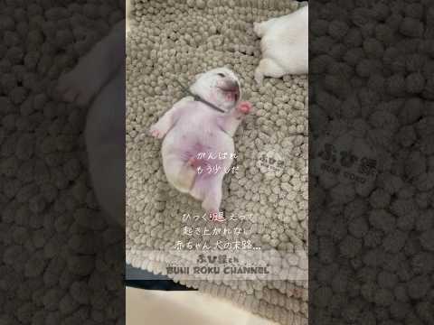 【200万再生】ひっくり返って起きあがれない犬の赤ちゃん