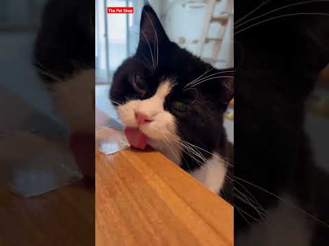 cat kicking Ice | Cat funny video | Cat Treats | funny video | #shorts #shortsfeed  #cuteanimals