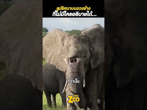 ช้างป่ามีรูปริศนาขนาดใหญ่ บนงวง