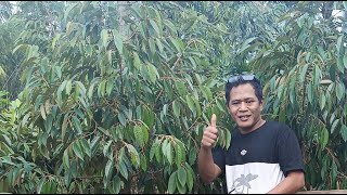 🔴MARI BERGABUNG MEDIA TANAM YANG BENAR UNTUK POHON DURIAN