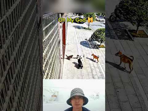 Oh My god ,videos cat and dogs#dog #cat #animals #short #shortvideo