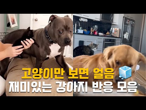 고양이만 보면 얼음 🧊 재미있는 강아지들의 반응 모음