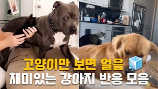 고양이만 보면 얼음 🧊 재미있는 강아지들의 반응 모음