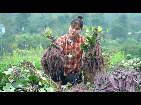 Digging up young sweet potatoes, boiling them and selling them, Xuan's daily life