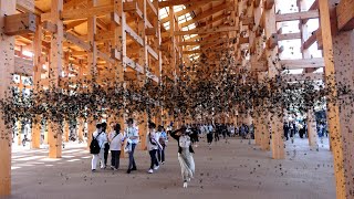 万博会場のユスリカ、育ててみた
