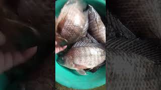 Hasil mancing intel rawa. Sabtu 15-08-2026