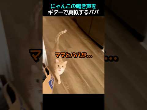 にゃんこの鳴き声をギターで真似するパパ