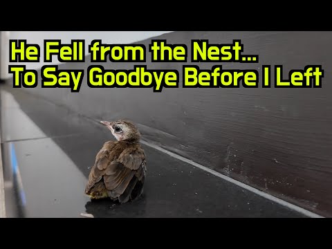 I Took Care of the Baby Sparrow who Lost His Mom and He Came to My Door to Say Goodbye 😢